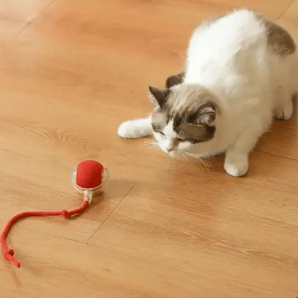 Brinquedo interativo para Gatos