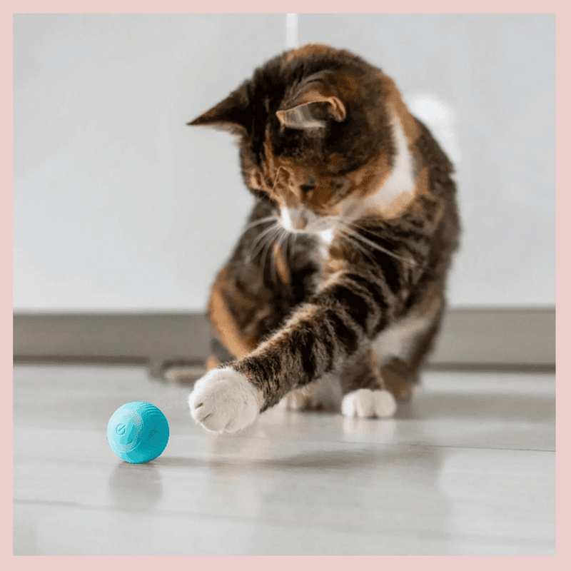 Bola-inteligente-interativa-para-gatos