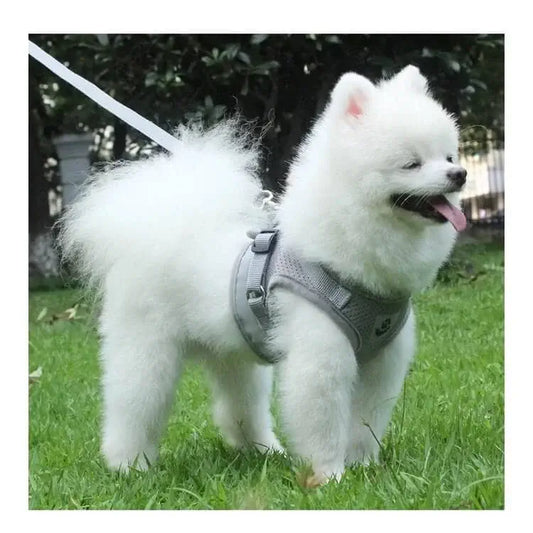 coleira para cachorro